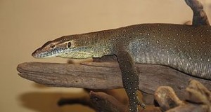 Black Rough Neck Monitor Care and History