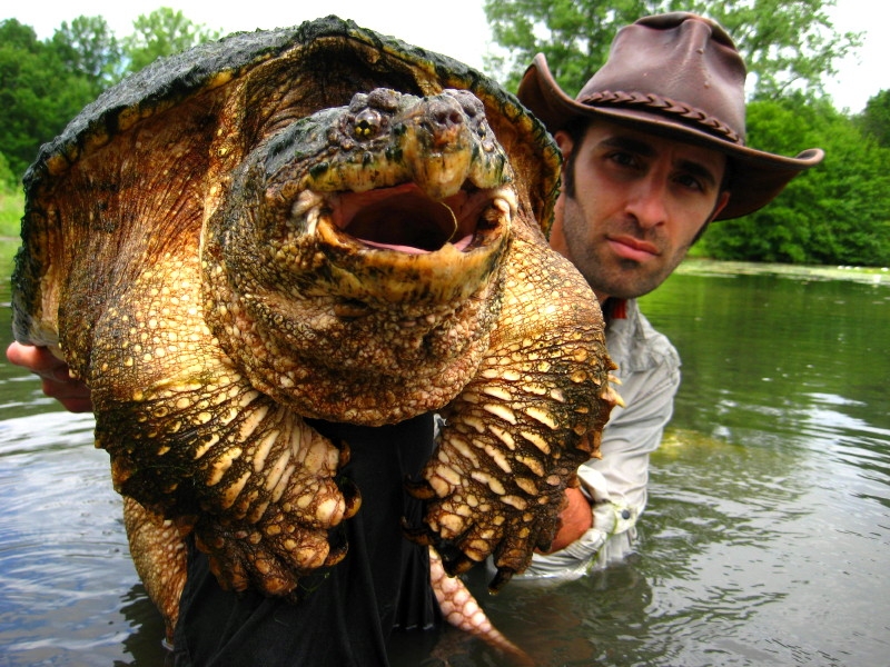 common snapping turtle in water