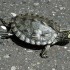 Barbour’s Map Turtle Care and Natural History