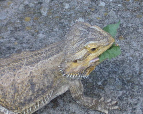 bearded dragon and leopard gecko