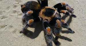 Tarantulas:  Are They The Right Pet for You?