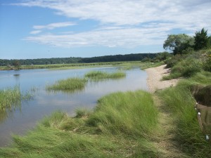 estuary