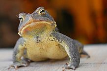 Pet Toads:  Best Choices for Kids or First Time Pet Owners