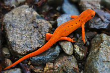I Found an Orange Salamander: Is it a Red Eft and Does it Make a Good Pet?
