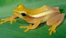 Frog Facts: First Discovery of Egg Care by a Southeast Asian Treefrog