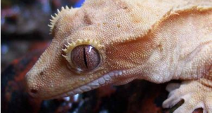 The Best Substrate for Crested Gecko Terrariums: Avoiding Impactions