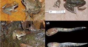 Frog Facts: New Species Has Fangs and Gives Birth to Live Tadpoles!