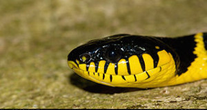 Rear Fanged Snakes: Fascinating, Venomous, and Not a Good Pet Choice
