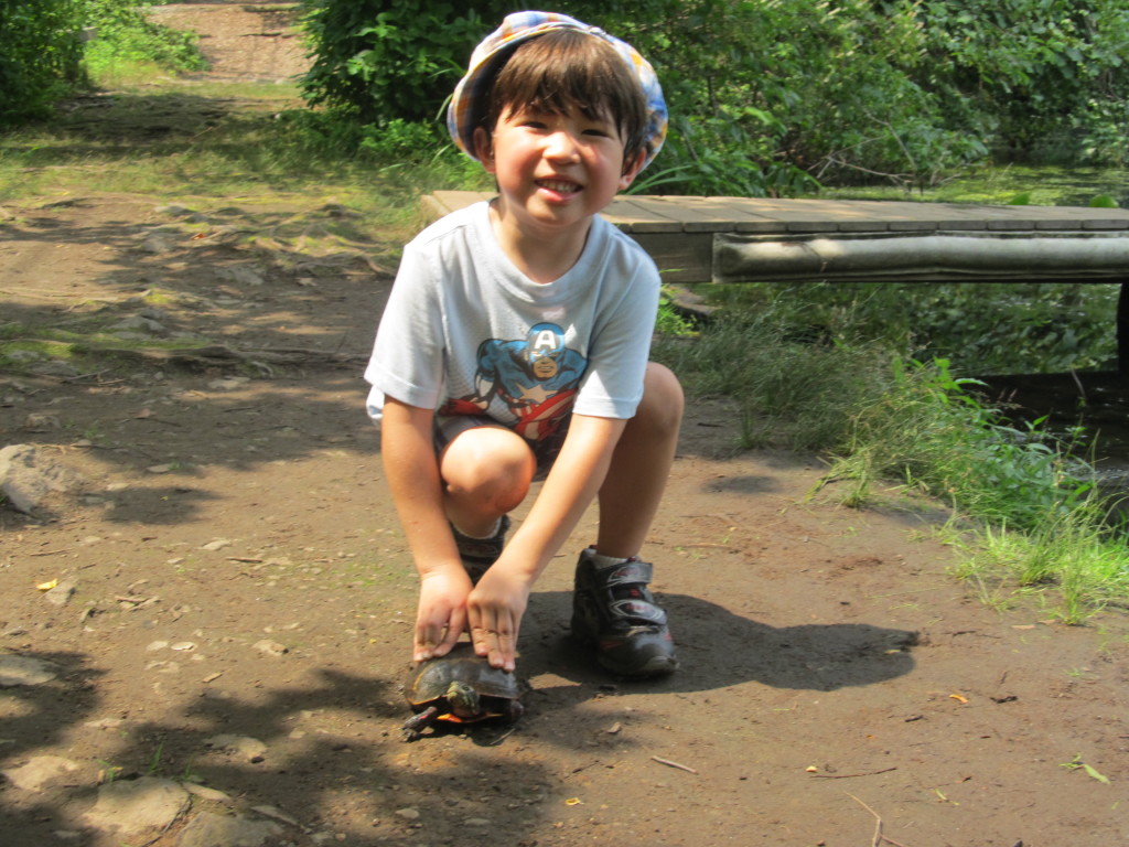 Eastern Painted Turtle Care: Keeping USA’s Most Beautiful Turtle