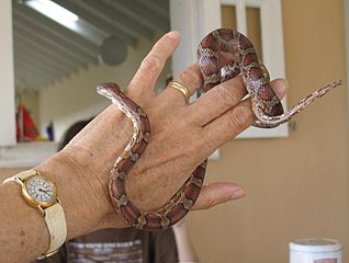 Ball python - Wikipedia