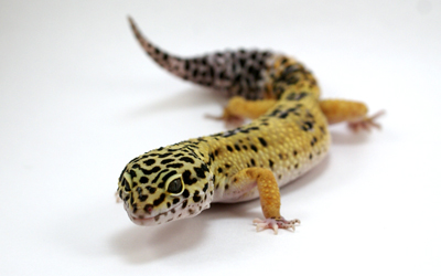 leopard gecko eat fruit