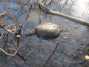 snapper in water